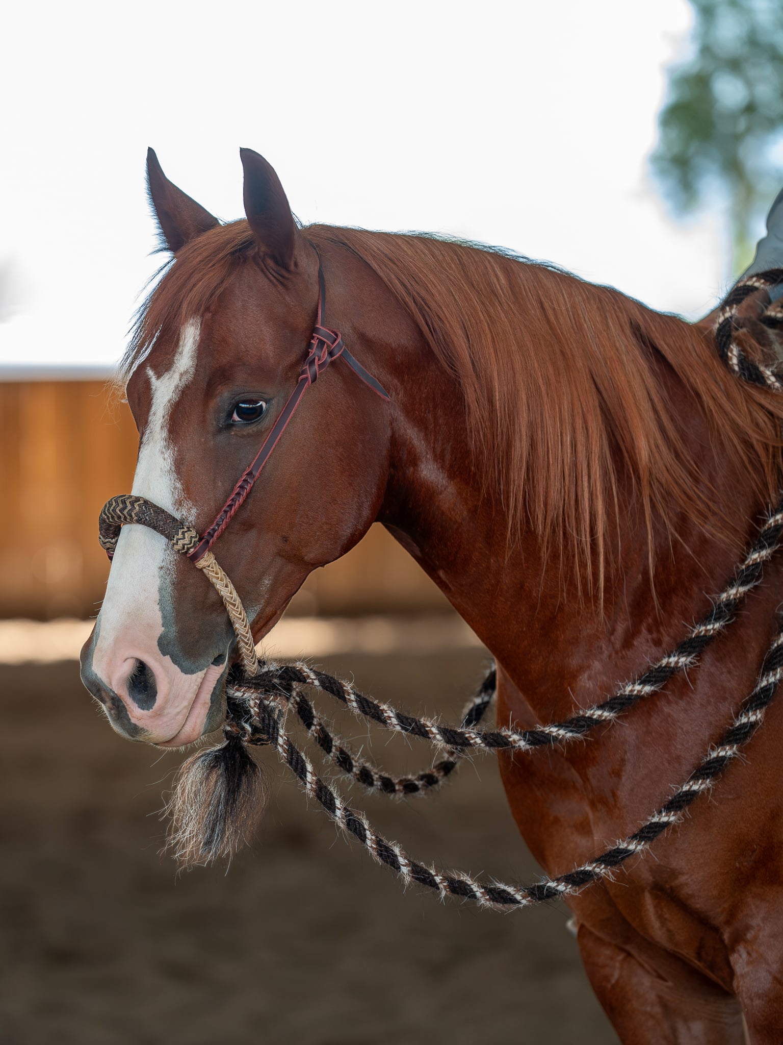 Sam Gemaehlich 5/8" Hackamore with Krause Mecate