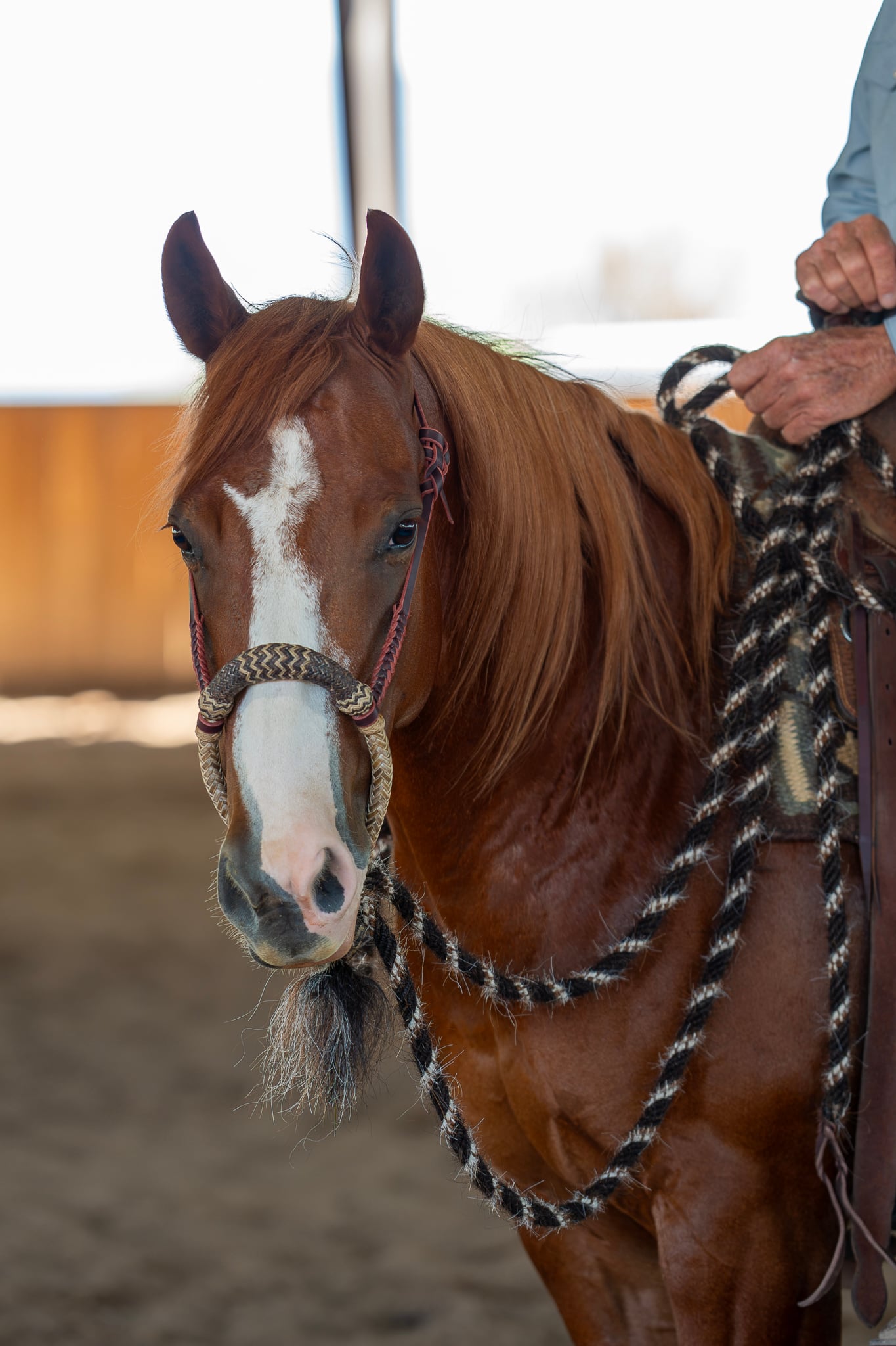 Sam Gemaehlich 5/8" Hackamore with Krause Mecate - Image 7