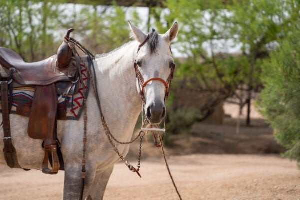 Two Rein Bridle Set - Image 10