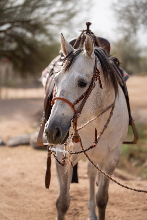 Two Rein Bridle Set - Image 11